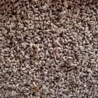 هسته انار روغنگیری|عمدهفروشی|کردکوی, |دیوار