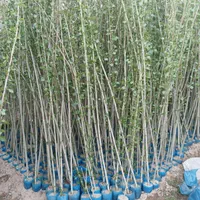 نهال های سپیدار کبوده برای دور زمین پرداخت در محل|خدمات باغبانی و درختکاری|اصفهان, صائب|دیوار