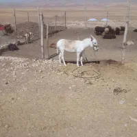سلام بسیار سالم به شرط|حیوانات مزرعه|رزن, |دیوار