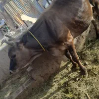 فروش گوساله نر یکساله