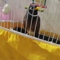 جوجه مینا تاج دار طلایی شهریار|پرنده|شهریار, اسکمان|دیوار