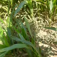 اب زمین کشاورزی چاهداشی