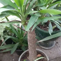 حراج حراج انواع گل|حراج|رشت, نخودچر|دیوار