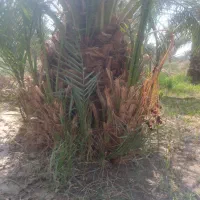 جنگ درخت فروشی