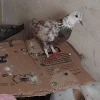 کفتر پرشی نر