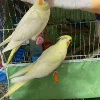 فروش دو عدد طوطی ۳ ماهه|پرنده|بهبهان, |دیوار