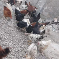 مرغ محلی|حیوانات مزرعه|منوجان, |دیوار