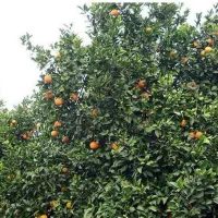 فروش-فوری-زمین-باغی-جاده-دریا