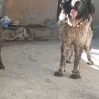 واگذاری سگ ماده قهدریجانی اصیل اصیل ادمی