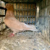 تعدادی کبوتر نر و ماده