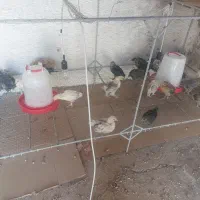 جوجه مرغ یک ماهه