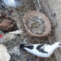 فروش کبوتر