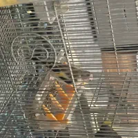 سهره|پرنده|کهریزک, |دیوار