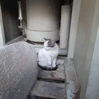 واگذاری بچه گربه های دوماه و نیمه