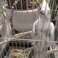 عروس هلندی|پرنده|بیرجند, |دیوار