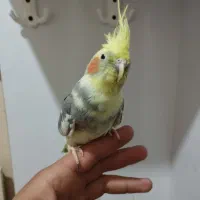 عروس ماده