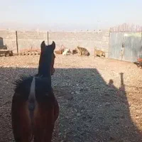 کره اسب کرد