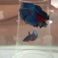 فروش فایتر هافمون نر وماده با کیفیت وتنوع بالا|ماهی|هشتگرد, هشتگرد قدیم|دیوار