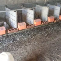 کبوتر جفت خون آبپخش|پرنده|آبپخش, |دیوار