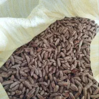 فروش هسته خرما