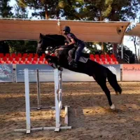 آموزش سوارکاری از پایه تا حرفه ای|خدمات آموزشی|تهران, پیکان شهر|دیوار