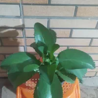 گل یاس امین دواله|گل و گیاه طبیعی|قهدریجان, |دیوار