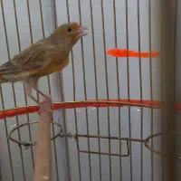 قناری نر بخون