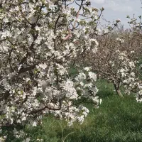 فروش-باغ-مجهز
