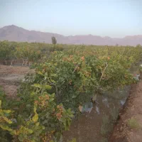 فروش باغ پسته ثمری