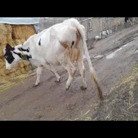 گاو آبستن|حیوانات مزرعه|مشگین شهر, |دیوار