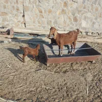 بز دوقلوزا بادوبزغاله|حیوانات مزرعه|سراوان, |دیوار