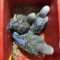 فروش فوق العاده مرغش مولد با جوجه