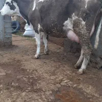 گاو قهوه‌ای