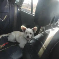 سگ نژادکورگی|سگ|تهران, مسعودیه|دیوار