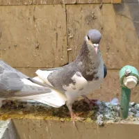 کبوتر شهری|پرنده|نی‌ریز, |دیوار