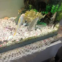 آکواریوم  شیشه خم|ماهی|مشهد, امیر المومنین|دیوار