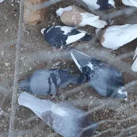 کبتر ارزون یک سوم قیمت