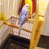 مرغ عشق|پرنده|تهران, مشیریه|دیوار