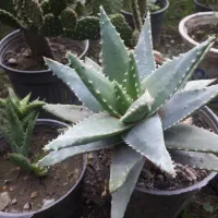 فروش گل|گل و گیاه طبیعی|گرگان, |دیوار