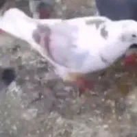 کفتر پلنگ|حیوانات|سبزوار, میدان بار|دیوار