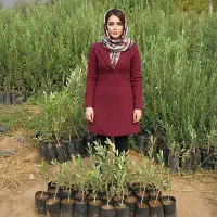 نهال زیتون فروش به صورت عمده و خرده