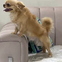 شیواوا|سگ|اصفهان, جلفا|دیوار