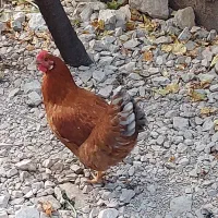 خروس ومرغ تخم گذار وتعدادی اردک و جوجه ۴ماهه|حیوانات مزرعه|کلاردشت, |دیوار