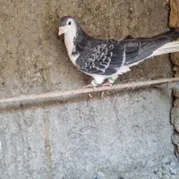 شیرازی وشهرستانی و تهرانی|پرنده|خاوران, |دیوار