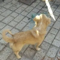 سگ پیاده شد