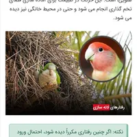 پرنده پیدا شده
