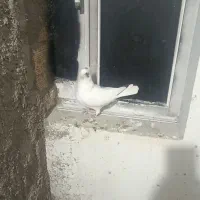 کبوتر شاپر|پرنده|ملکشاهی, |دیوار