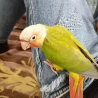 سلام دوستان فروش یه گرینچیک‌خریدار ماده درشت بالغ