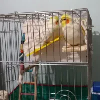 عروس هلندی جفت لوتیتو کینگ سایز خوشگل ، قفس ۱۰۳۳|پرنده|رباطکریم, شهرک والفجر|دیوار