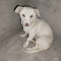 پاکوتا زرنگ